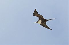 Great Frigatebird